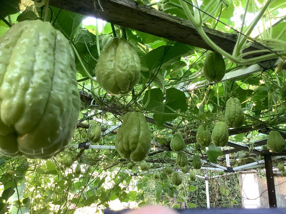 Bà mẹ Việt kiều chia sẻ nỗi khổ khi trồng rau xanh ở Canada - 8 Bà mẹ Việt kiều chia sẻ nỗi khổ khi trồng rau xanh ở Canada - 8