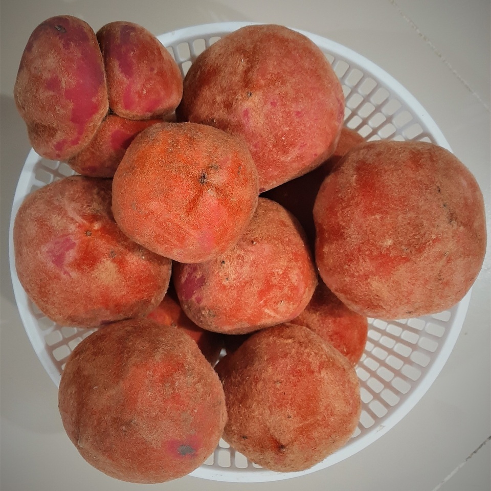 Lợi ích từ giống cây lạ có hoa không có trái, có trái không có hoa - 2 Lợi ích từ giống cây lạ có hoa không có trái, có trái không có hoa - 2