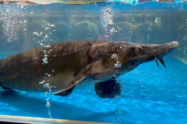 Cá tầm nặng 50kg "gây sốt" tại Tuần lễ Nông sản, bán hơn 100 triệu đồng