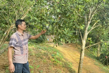 Cao Bằng: Hỗ trợ sinh kế để người dân thoát nghèo