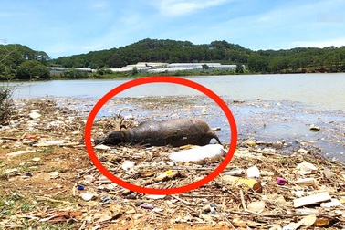 Xác trâu trôi dạt về hồ Đan Kia - Suối Vàng ở Lâm Đồng sau mưa lớn