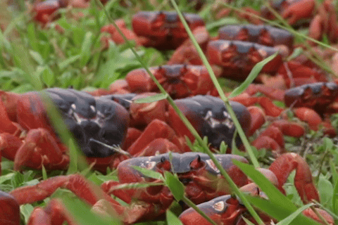 Hàng triệu con cua đỏ tràn ra đường, người dân phải né không giẫm lên chúng