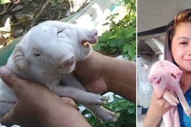 Lợn đột biến gen có hai đầu và ba mắt