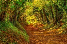 "Đường hầm" kỳ lạ có một không hai... từ cây xanh