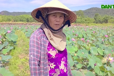 Vào mùa thu hoạch sen ở Quảng Nam