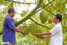 Trước khi có giá kỷ lục, cây sầu riêng từng thăng trầm ra sao?