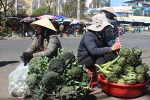 Rau xanh Đà Lạt được mùa, giá rẻ như cho