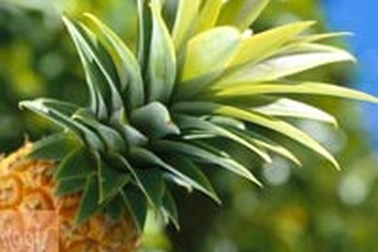 Dứa chữa huyết áp thấp