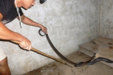 Chàng trai 9x đam mê nuôi... rắn hổ mang