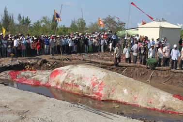 Xây mộ lộ thiên cho cá voi 16 tấn