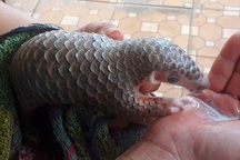 Vượt gần 1.000 km đón tê tê vàng cực kỳ quý hiếm