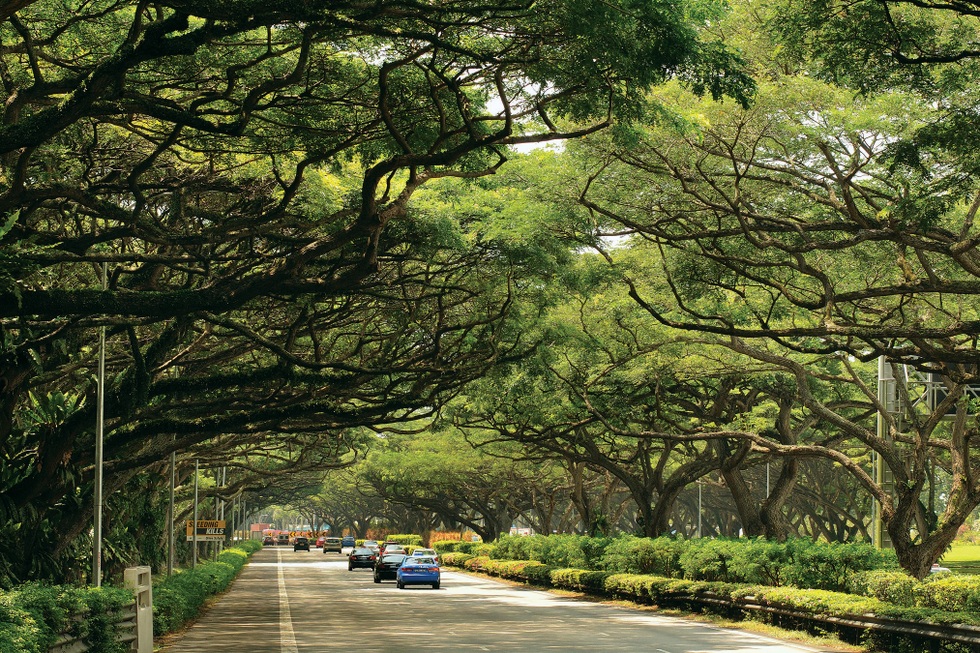 Cây xanh đô thị và rủi ro trên trời rơi xuống - 2