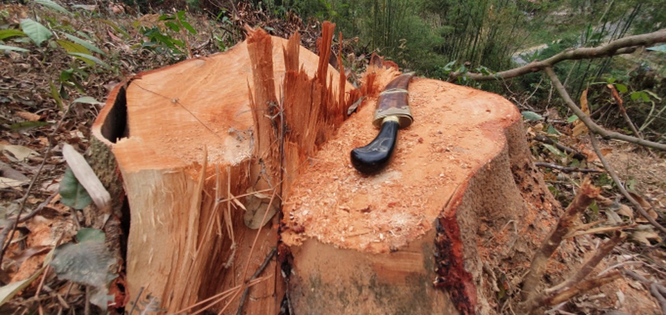 Miễn chức vụ Hạt trưởng vì để rừng liên tục bị chặt phá - 1 Miễn chức vụ Hạt trưởng vì để rừng liên tục bị chặt phá - 1