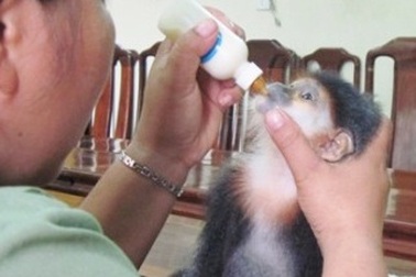 Giải cứu 1 cá thể voọc chà vá chân nâu quý