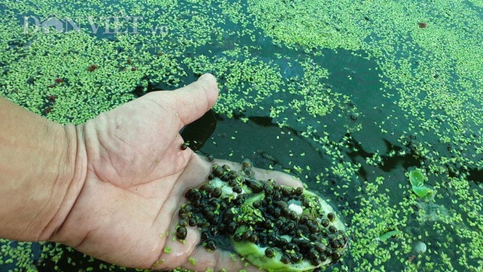 Chán cá chuyển sang nuôi ốc nhồi, chỉ bán trứng thôi đã có chục triệu/ngày - 4 Chán cá chuyển sang nuôi ốc nhồi, chỉ bán trứng thôi đã có chục triệu/ngày - 4