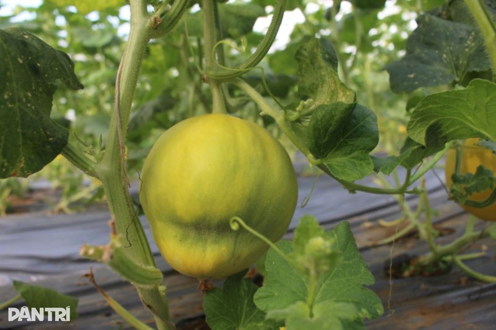 “Cây làm giàu” mất mùa, trượt giá khiến nông dân thua lỗ nặng - 2 “Cây làm giàu” mất mùa, trượt giá khiến nông dân thua lỗ nặng - 2