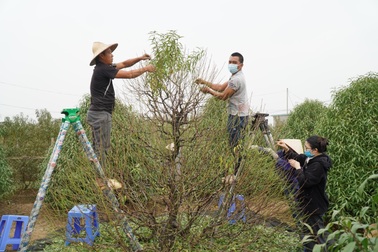 Hà Nội: Dân làng Nhật Tân tất bật tuốt lá đào chờ đón Tết