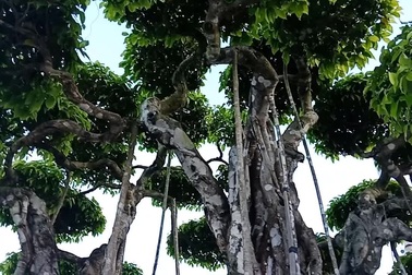 Cây sanh cổ được định giá hơn 20 triệu USD, chủ vẫn không muốn bán