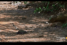 Cận cảnh rắn cực độc châu Phi “tử chiến” với cầy mangut