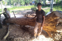 Cả làng trồng loại gỗ đắt như vàng, nuôi đàn chó dữ canh kho báu