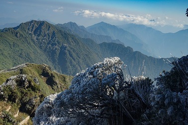 Sa Pa lạnh 1,5 độ C, sương muối gây hại đang "tấn công" Lào Cai