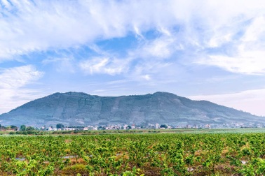 Mãn nhãn với những cánh đồng na mênh mông ở Lục Nam-Bắc Giang