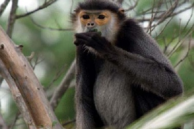 Xử tù Việt kiều săn voọc, bắn chết người