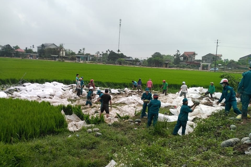 Hàng chục người giải cứu 25 tấn dưa hấu tắm bùn dưới ruộng - 1 Hàng chục người giải cứu 25 tấn dưa hấu tắm bùn dưới ruộng - 1