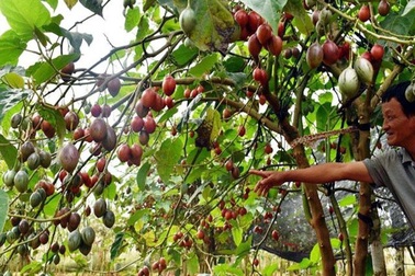 Ham quả lạ 1 triệu đồng/kg, ăn phải "quả đắng" ngậm ngùi