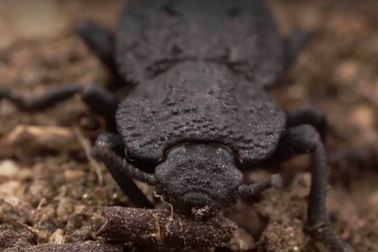 Loài bọ vỏ cứng đến mức ô tô chẹt qua không vỡ