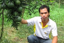 Tốt nghiệp đại học… về quê trồng cam sành thu tiền tỷ