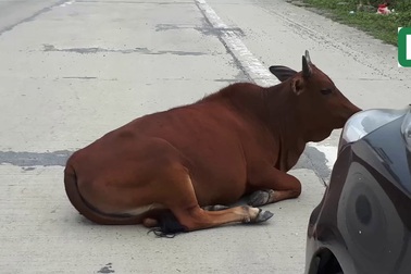 Vấn nạn bò thả rông vẫn nhức nhối trong thời điểm tỉnh Hà Tĩnh mở đợt cao điểm xử lí.