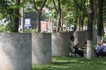 “Mặc váy” bêtông cho sưa