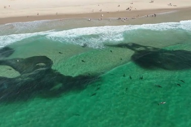 Hàng trăm con cá mập kéo đến săn mồi sát bãi tắm, du khách "đứng hình"