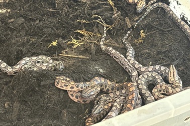 Trăn sống đơn độc 9 năm bất ngờ sinh 14 con