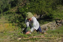 Khôi phục màu xanh núi rừng Tây Bắc với 30.000 cây rừng