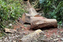 Lâm tặc đột nhập vào vườn quốc gia "hạ gục" loạt cây hương quý