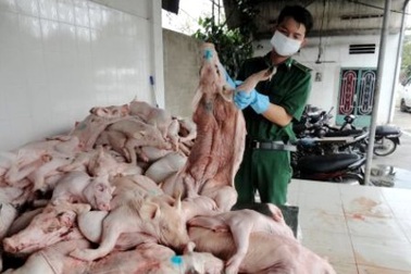 Tiềm ẩn nguy cơ dịch bệnh từ gia súc gia cầm lậu