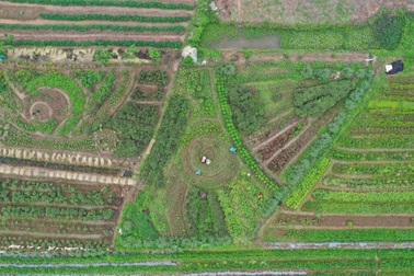 Từ cọng bạc hà dập nát, cô gái Thái Bình thuê đất trồng dược liệu làm giàu