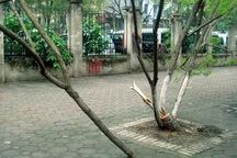 Cây sưa đỏ bị cưa trộm ngay gần trụ sở công an