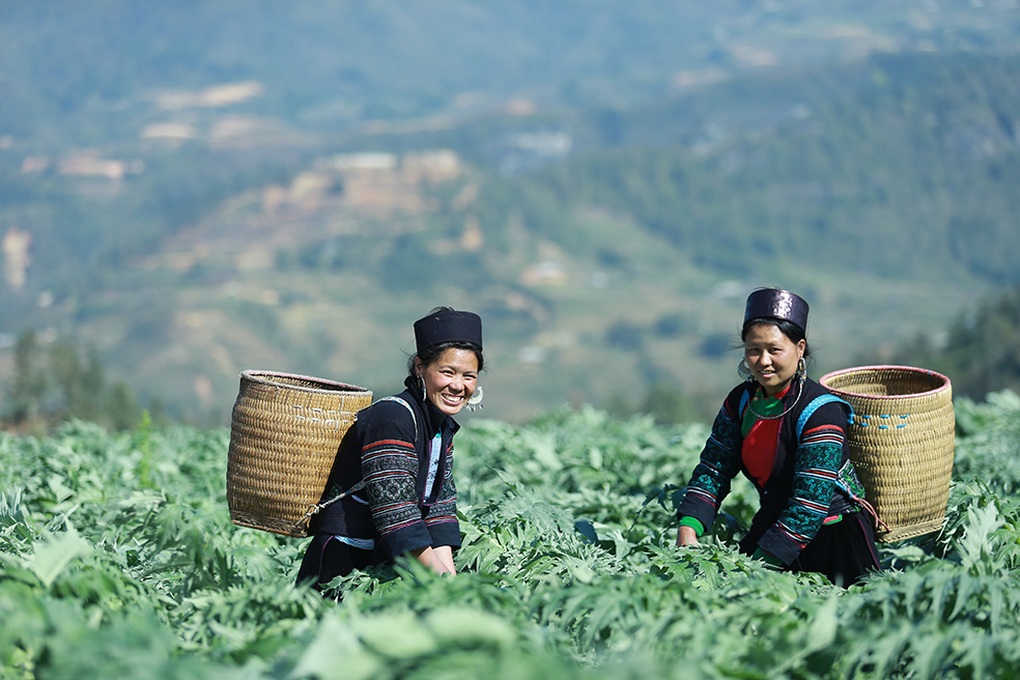 Traphaco chắt lọc tinh hoa đông dược, tạo sản phẩm thuốc tiện lợi cho người Việt - 1 Traphaco chắt lọc tinh hoa đông dược, tạo sản phẩm thuốc tiện lợi cho người Việt - 1