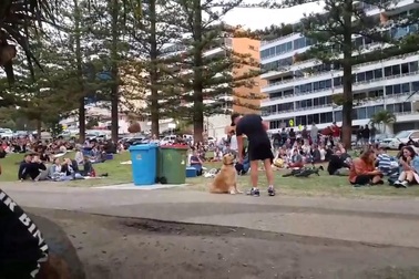 Màn “ăn vạ” hài hước của chú chó thu hút cả triệu lượt xem