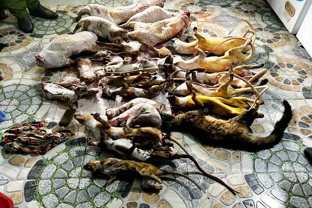 Bắt giữ 2 đối tượng thu gom động vật hoang dã để bán dịp Tết - 1 Bắt giữ 2 đối tượng thu gom động vật hoang dã để bán dịp Tết - 1