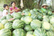 Bỏ xứ vì dưa hấu rớt giá thê thảm