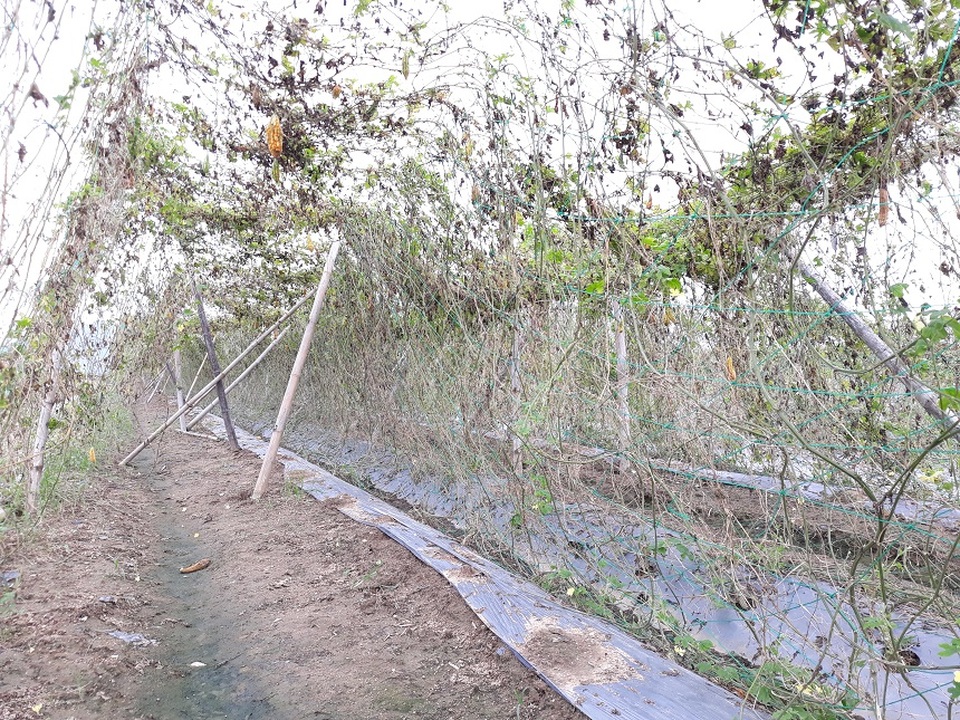 Người trồng rau gượng dậy sau bão chuẩn bị cho vụ Tết Nguyên đán - 4 Người trồng rau gượng dậy sau bão chuẩn bị cho vụ Tết Nguyên đán - 4