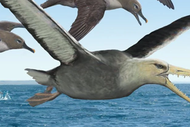 Hóa thạch 50 triệu năm tuổi có thể thuộc về loài chim lớn nhất biết bay