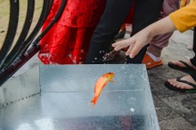 Cá chép đi "cầu trượt" tiễn ông Công ông Táo về trời ở Hà Nội