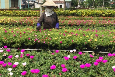 Nhiều hoạt động hấp dẫn tại tuần lễ du lịch thành phố hoa Sa Đéc