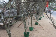 Nhìn tưởng củi khô, mang về Thủ đô "hét giá" bạc triệu