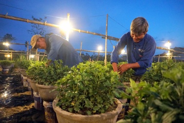 Gần Tết, về xem người làm vườn "biến" đêm thành ngày cho hoa cúc nở